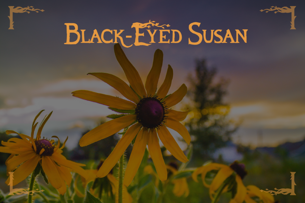 Fall Flowers Black-eyed Susans