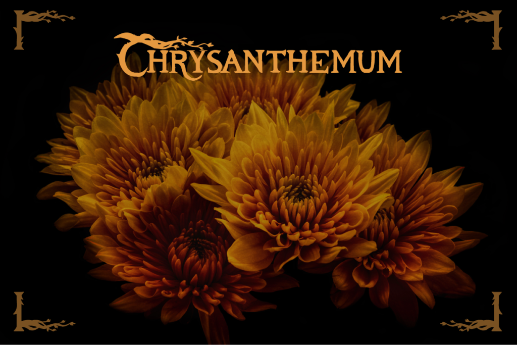 Fall Flowers Chrysanthemum