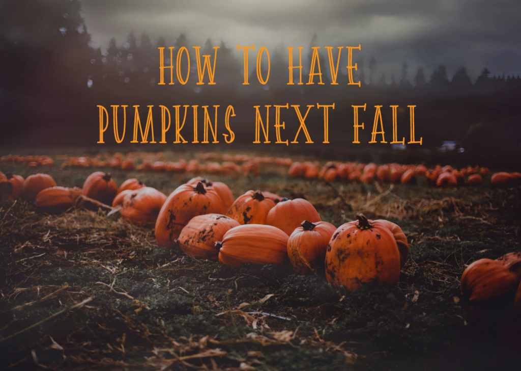How to Have Pumpkins Next Fall