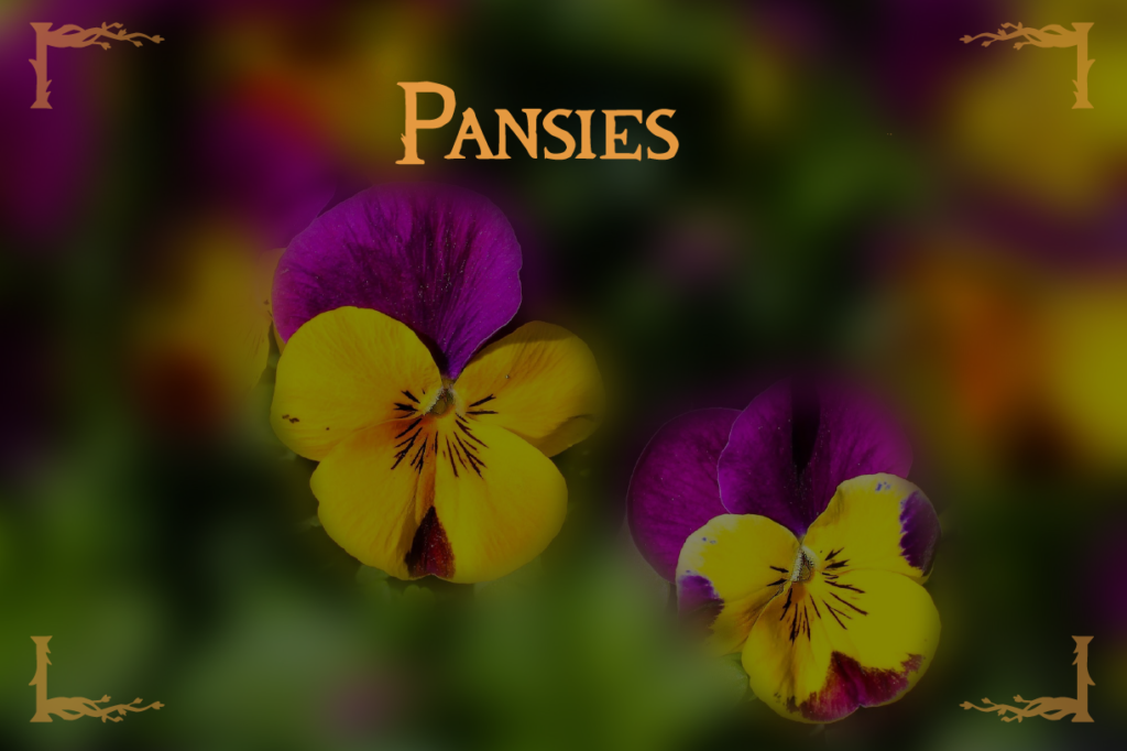 Fall Flowers Pansies