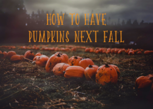 how-to-have-pumpkins-next-fall